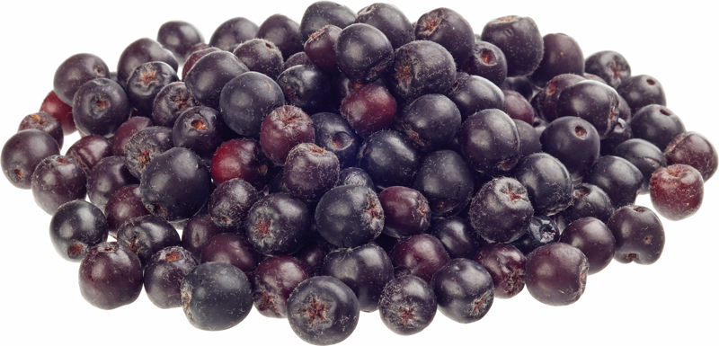 Черноплодная рябина