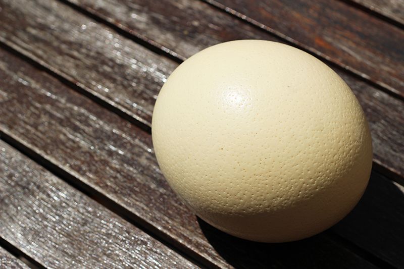 Интересные факты о страусином яйце