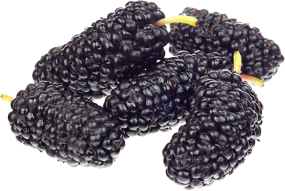 шелковица черная Шелковица черная Армения ~200г