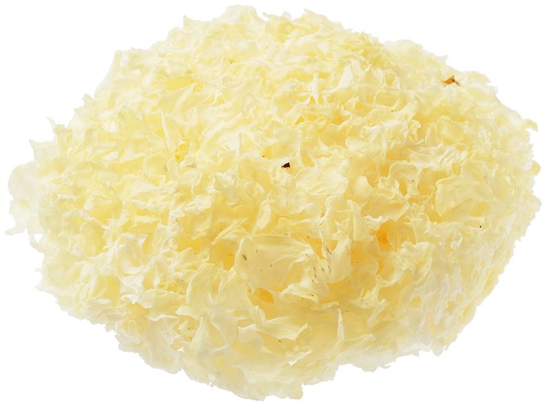 Гриб коралловый сушеный ~40г сумка гриб в сомбреро с маракасами танцующий гриб белый