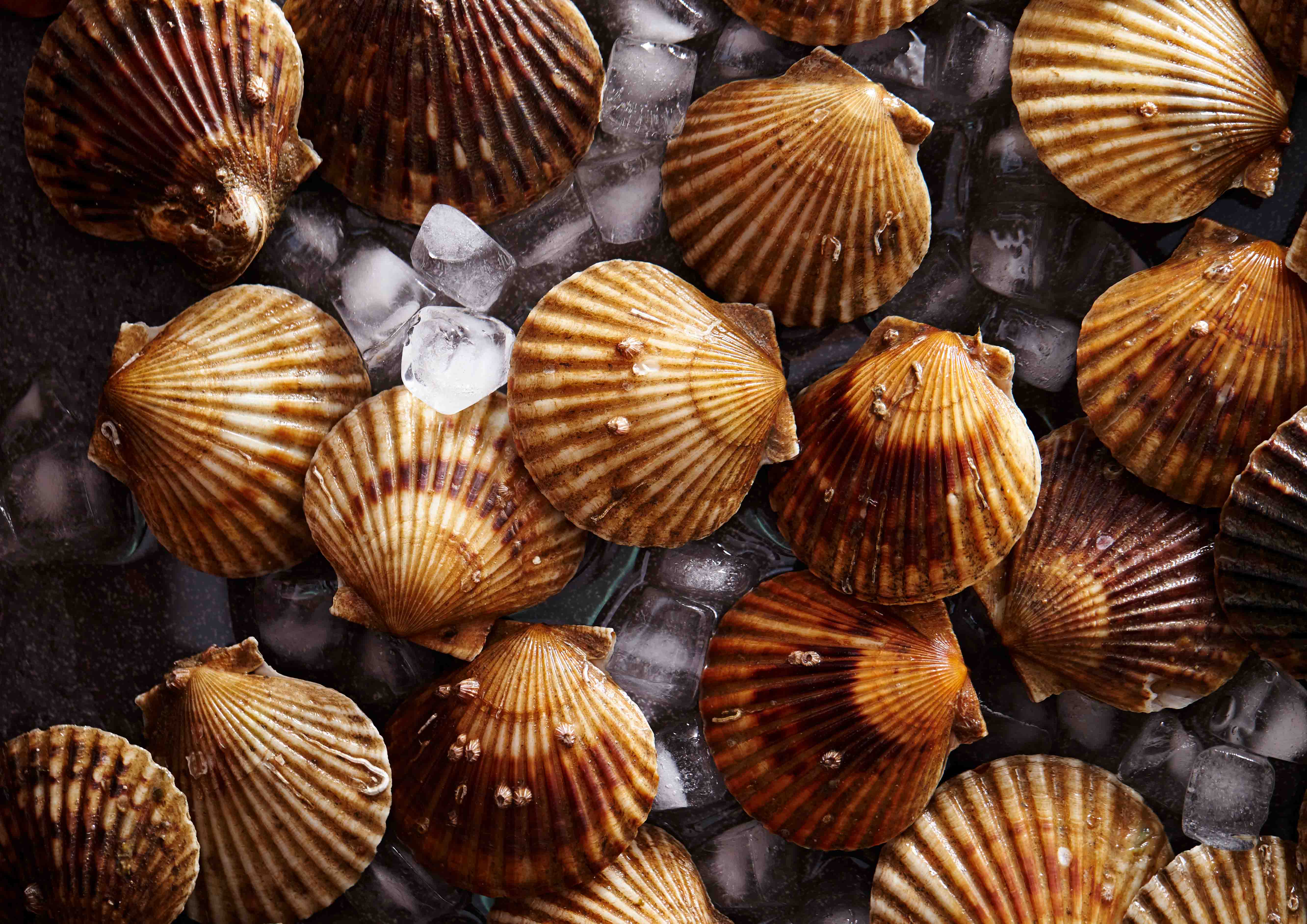 Польза живых морепродуктов