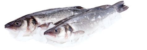 рыба сибас кг Сибас средиземноморский охлажденный ~700г