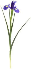 Ирис Блю Мейджик ~50см 1шт