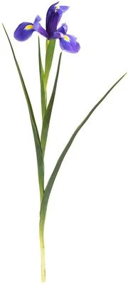 Ирис Блю Мейджик ~50см 1шт-0}