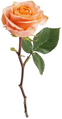 Роза Корал Риф 1шт-0}