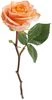 thumb-Роза Корал Риф 1шт-0}