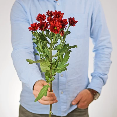 Хризантема кустовая красная Бонтемпи 1шт-1}