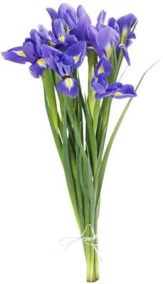 Букет ирисов Блю мейджик 9шт-0}