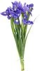 thumb-Букет ирисов Блю мейджик 9шт-0}