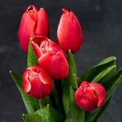 Букет красно-белых тюльпанов 5шт