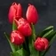 thumb-Букет красно-белых тюльпанов 5шт-2}