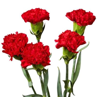 Букет красных гвоздик 5шт-0}