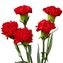 thumb-Букет красных гвоздик 5шт-0}