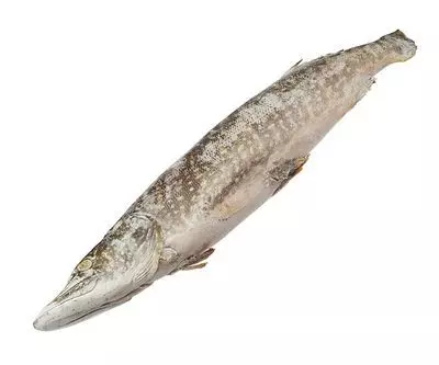 Польза рыбы щуки для организма: полезные свойства, витамины, минералы