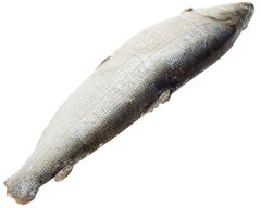 Нельма таймырская тушка ~1,5кг