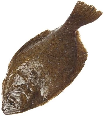 Тюрбо оливковая охлажденная ~1,5кг-0}