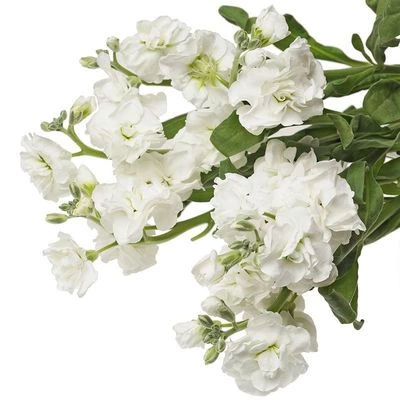 Маттиола белая 1шт-1}