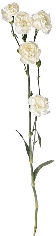 Гвоздика (диантус) кустовая белая. Диантус кустовой белый. Гвоздика белая кустовая. Гвоздика кустовая ибис. Диантус гвоздика кустовая.