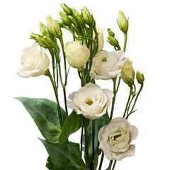 Лизиантус белый 1шт