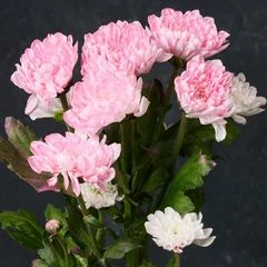 Хризантема кустовая Сантини нежно розовая, 1шт