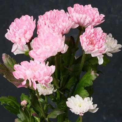 Хризантема кустовая Сантини нежно розовая, 1шт-1}