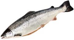 Семга атлантическая потрошеная ~5,5кг