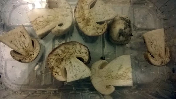 Добавить тонко нарезанный репчатый лук, жарить до готовности картофеля, еще минут 7-10, в зависимости от мощности плиты. Часто не мешать, иначе картофель превратится в кашу. В конце посолить, поперчить по вкусу.