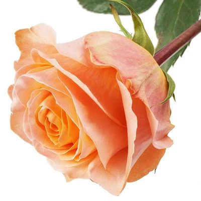 Роза Корал Риф 1шт-1}