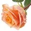 thumb-Роза Корал Риф 1шт-1}