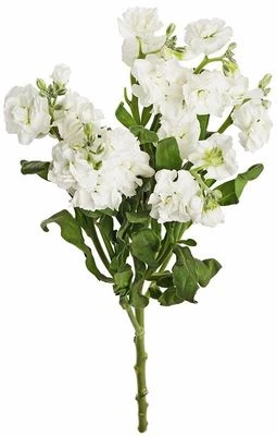 Маттиола белая 1шт-0}