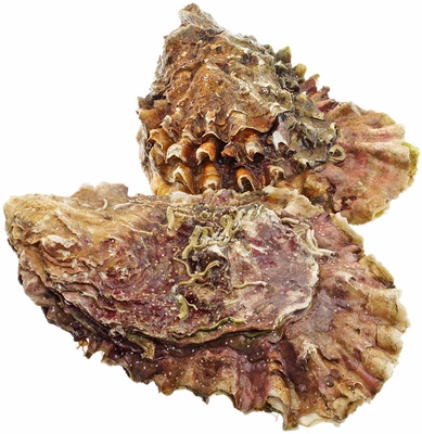 Устрица хасанская 1шт-1}