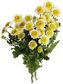 thumb-Хризантема кустовая Сантини Бунсер 1шт.-5}