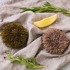 Еж морской живой Мурманский 1шт