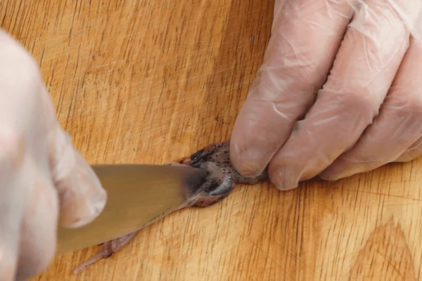 Щупальца отделить от основной части головы.