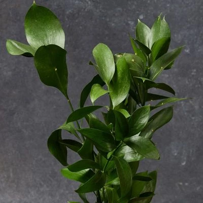 Листья рускуса для букетов 5шт-1}