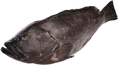 Групер белопятнистый замороженный ~ 3кг-0}