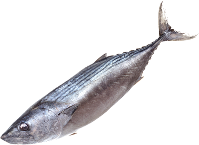 Пеламида неразделанная замороженная ~1,6кг-0}