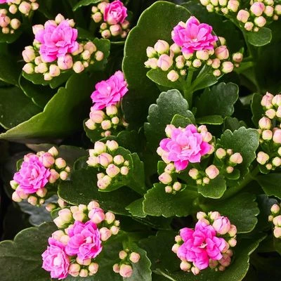 Каланхоэ Розалина розовая в горшке-1}