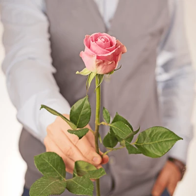 Роза розовая Вэм ~50см 1шт-1}