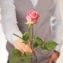 thumb-Роза розовая Вэм ~50см 1шт-1}