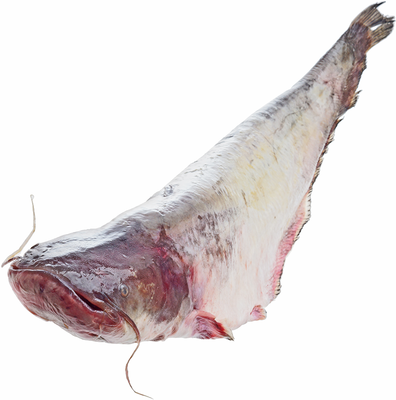 Сом каспийский потрошеный без глазури ~2,5кг-0}