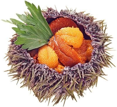 Еж морской живой ~ 0,5кг-0}