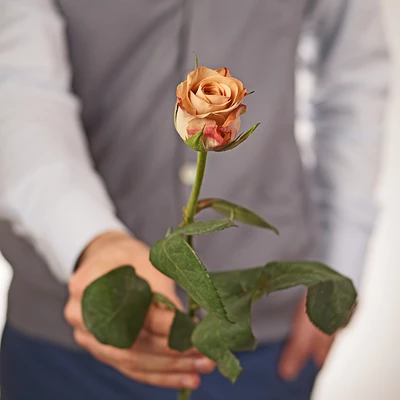 Роза Капучино 1шт-1}