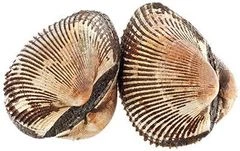 Анадара моллюск живой ~ 500г