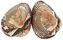 thumb-Анадара моллюск живой ~ 500г-0}