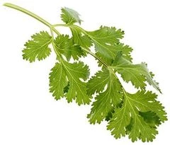 Кинза свежая Россия 50г