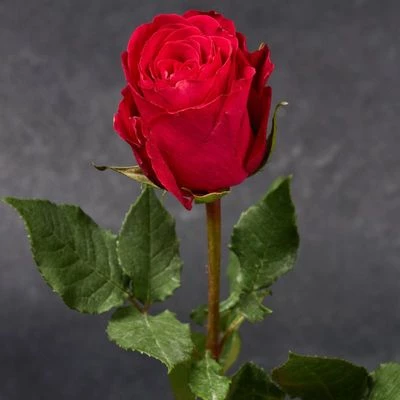 Роза красная Такацци 1шт-1}