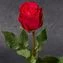 thumb-Роза красная Такацци 1шт-1}