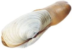 Гуидак живой 1шт