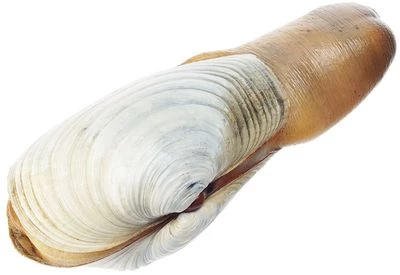 Гуидак живой 1шт-1}